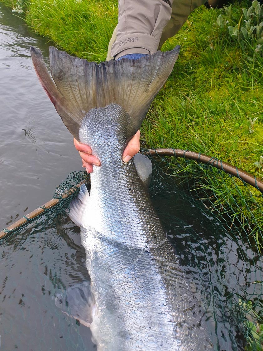 Iceland Outfitters East Ranga salmon 5 of 10