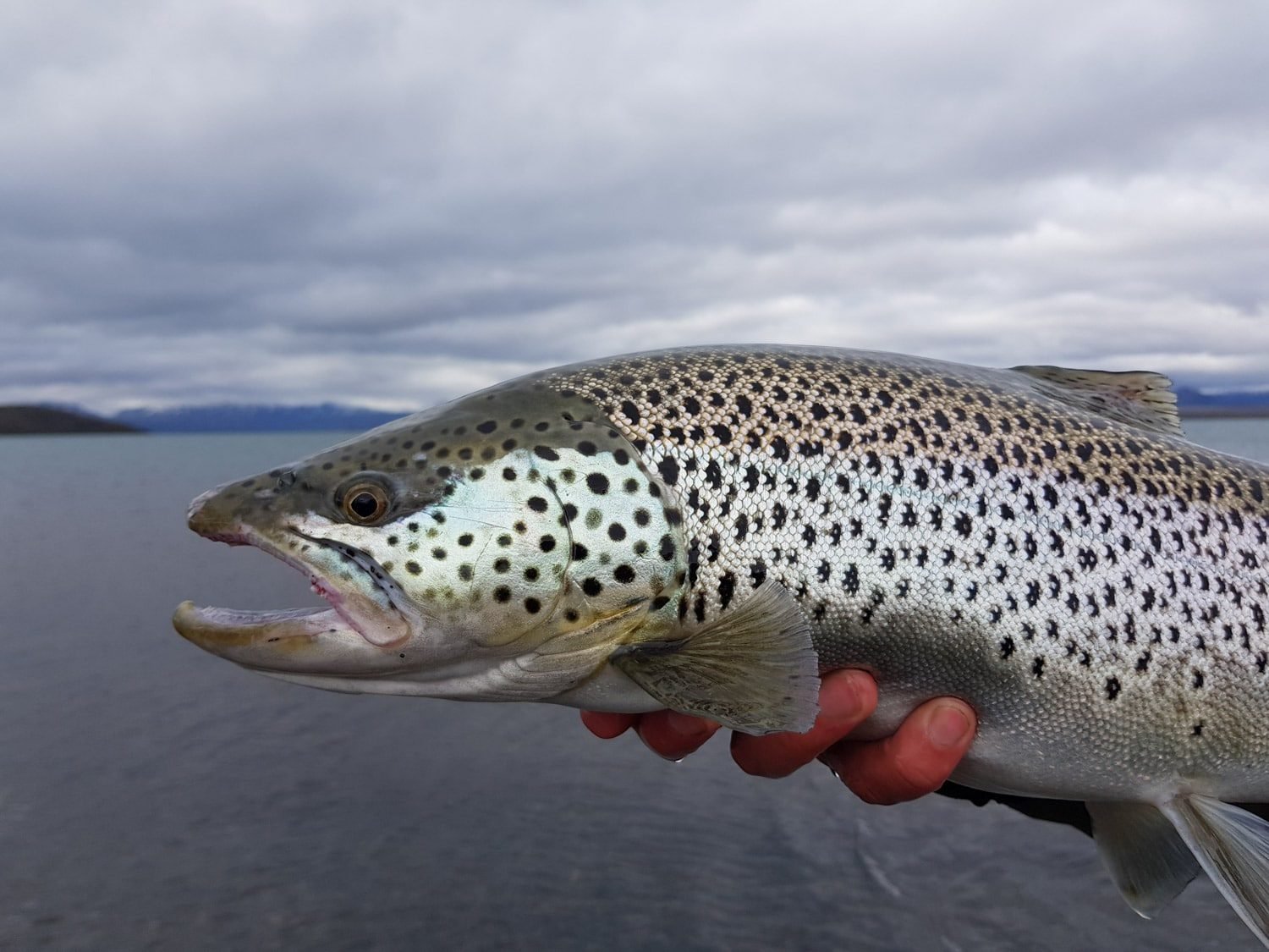 The ultimate catch: a beautiful Arctic Char from Thingvellir National Park